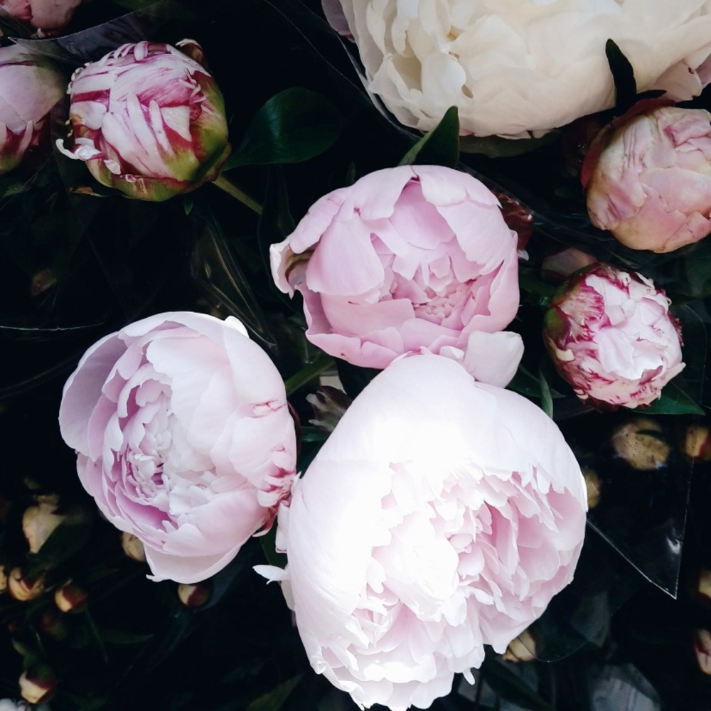 Meet your Posher, Cecilia